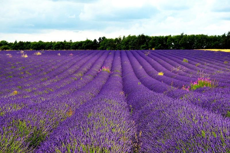 Hoa oải hương - nguồn gốc ý nghĩa cách trồng và chăm sóc hoa lavender