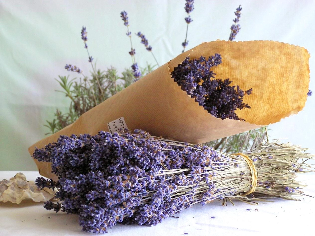 Hoa oải hương - nguồn gốc ý nghĩa cách trồng và chăm sóc hoa lavender