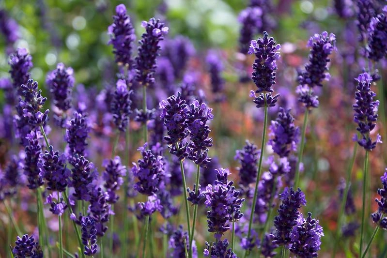 Hoa oải hương - nguồn gốc ý nghĩa cách trồng và chăm sóc hoa lavender