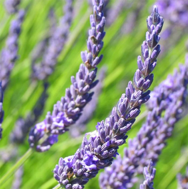 Hoa oải hương - nguồn gốc ý nghĩa cách trồng và chăm sóc hoa lavender