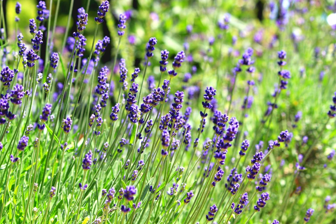 Hoa oải hương - nguồn gốc ý nghĩa cách trồng và chăm sóc hoa lavender