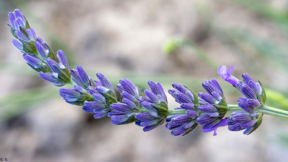 Hoa oải hương - nguồn gốc ý nghĩa cách trồng và chăm sóc hoa lavender