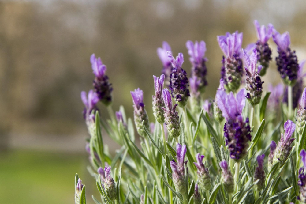 Hoa oải hương - nguồn gốc ý nghĩa cách trồng và chăm sóc hoa lavender