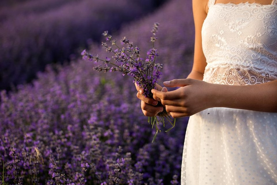 Hoa oải hương - nguồn gốc ý nghĩa cách trồng và chăm sóc hoa lavender