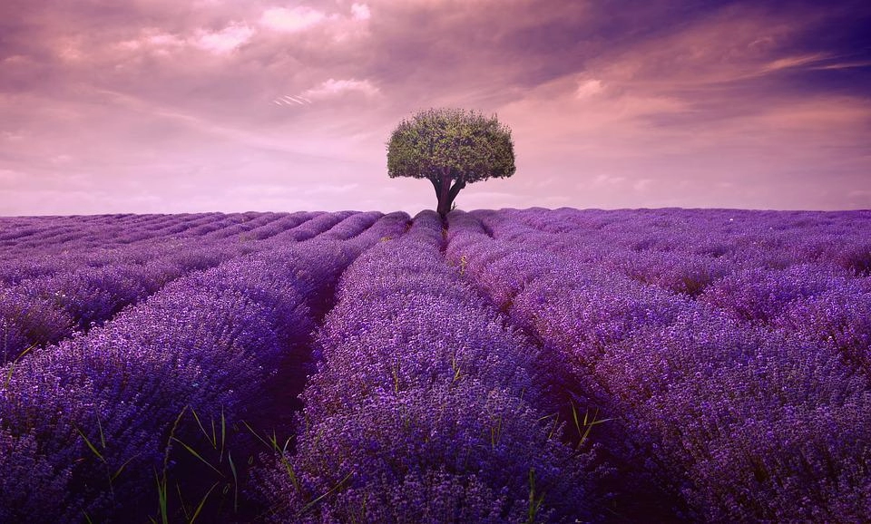 Hoa oải hương - nguồn gốc ý nghĩa cách trồng và chăm sóc hoa lavender