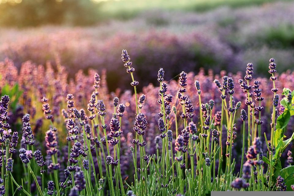 Hoa oải hương - nguồn gốc ý nghĩa cách trồng và chăm sóc hoa lavender