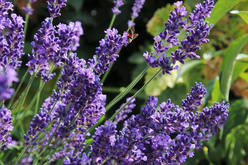 Hoa oải hương - nguồn gốc ý nghĩa cách trồng và chăm sóc hoa lavender