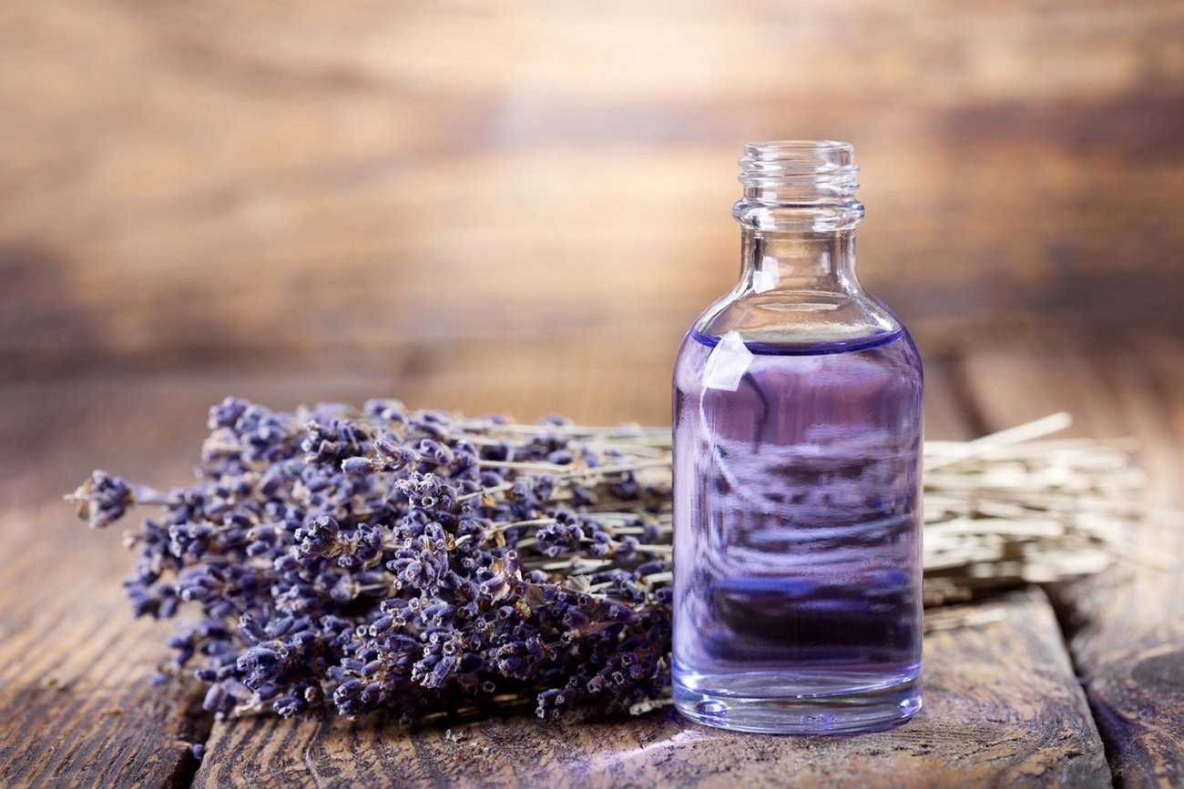 Hoa oải hương - nguồn gốc ý nghĩa cách trồng và chăm sóc hoa lavender