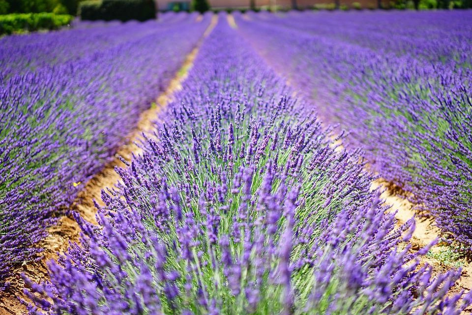 Hoa oải hương - nguồn gốc ý nghĩa cách trồng và chăm sóc hoa lavender