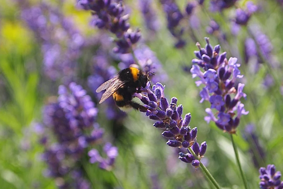 Hoa oải hương - nguồn gốc ý nghĩa cách trồng và chăm sóc hoa lavender