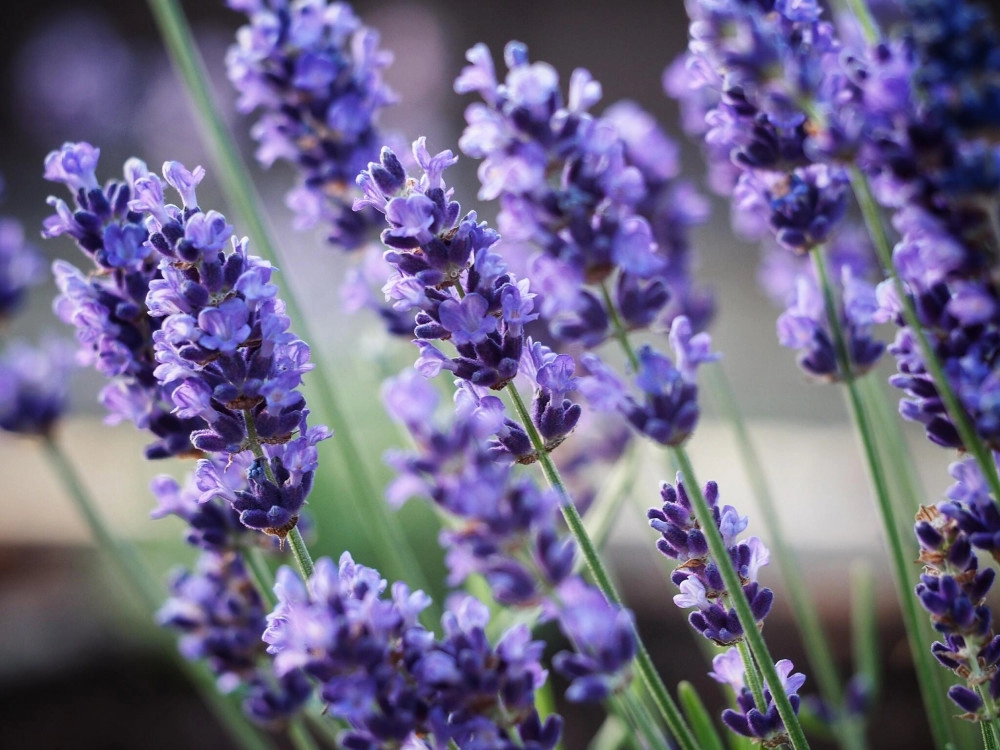 Hoa oải hương - nguồn gốc ý nghĩa cách trồng và chăm sóc hoa lavender