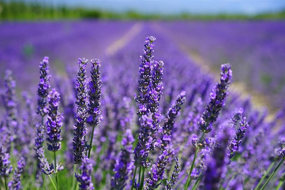 Hoa oải hương - nguồn gốc ý nghĩa cách trồng và chăm sóc hoa lavender