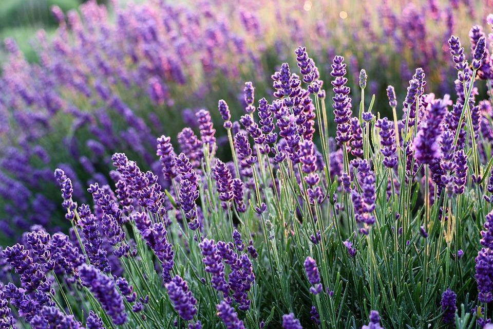 Hoa oải hương - nguồn gốc ý nghĩa cách trồng và chăm sóc hoa lavender