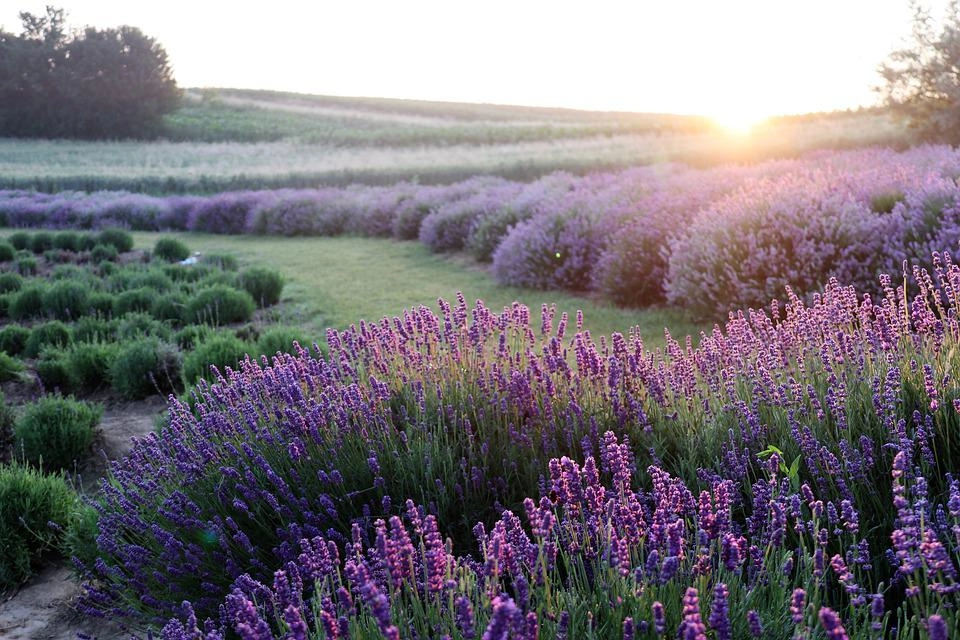 Hoa oải hương - nguồn gốc ý nghĩa cách trồng và chăm sóc hoa lavender