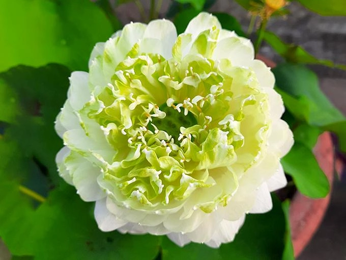 Hoa sen trắng ý nghĩa công dụng và cách trồng ra hoa thơm ngát