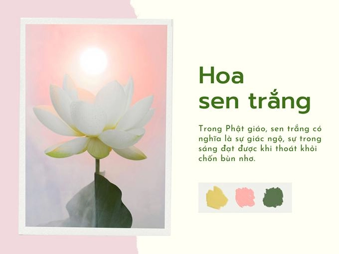 Hoa sen trắng ý nghĩa công dụng và cách trồng ra hoa thơm ngát