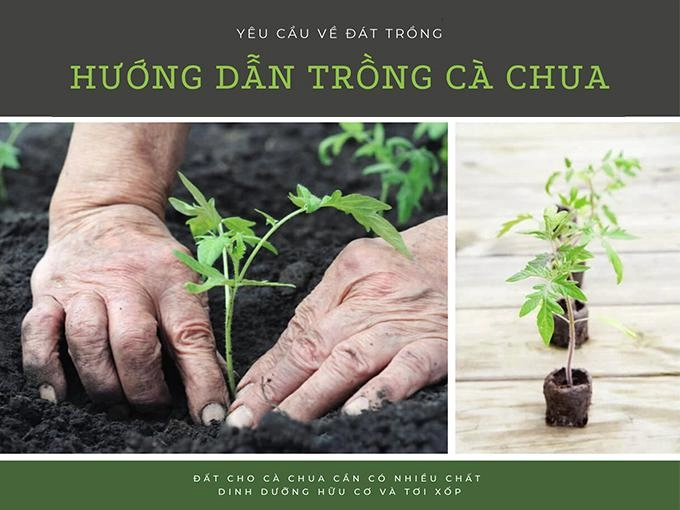 Hướng dẫn 3 cách trồng cà chua tại nhà đơn giản mà sai quả