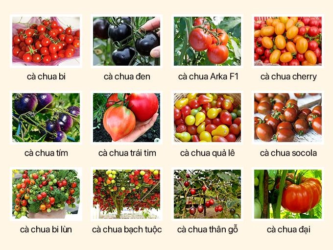 Hướng dẫn 3 cách trồng cà chua tại nhà đơn giản mà sai quả