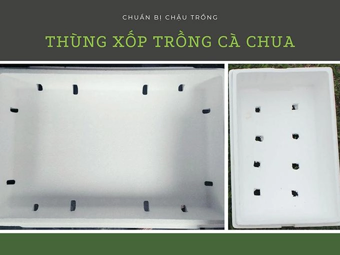 Hướng dẫn 3 cách trồng cà chua tại nhà đơn giản mà sai quả