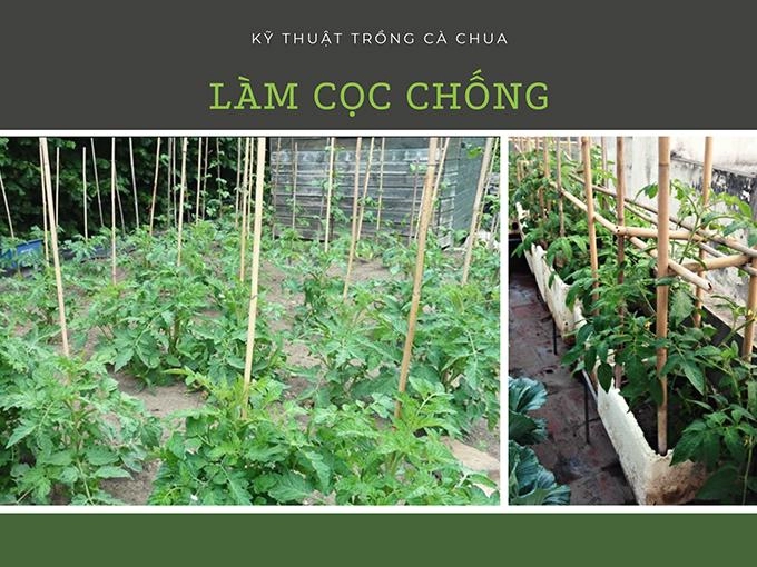 Hướng dẫn 3 cách trồng cà chua tại nhà đơn giản mà sai quả