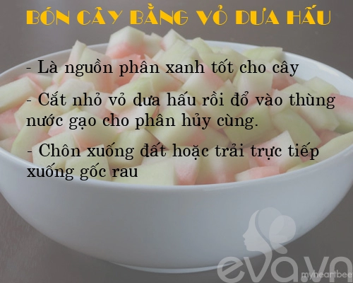 Kinh nghiệm trồng rau củ quả trong thùng xốp phần 2