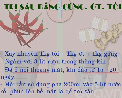 Kinh nghiệm trồng rau củ quả trong thùng xốp phần 2