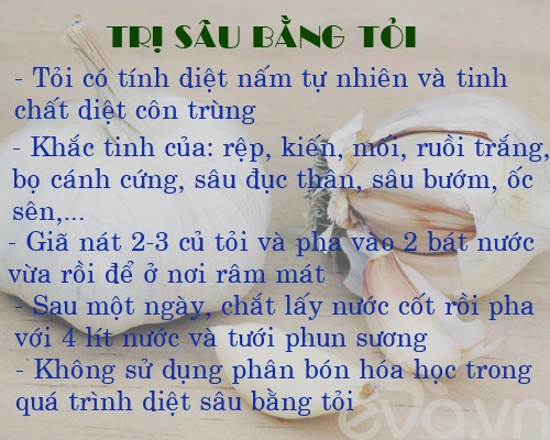 Kinh nghiệm trồng rau củ quả trong thùng xốp phần 2