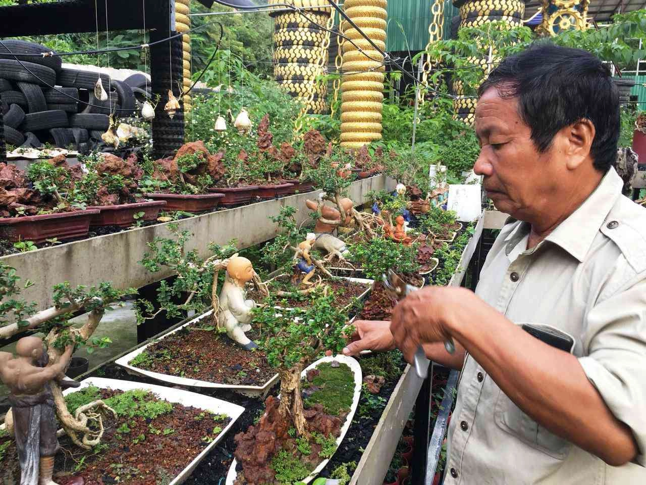 Lão nông khánh hòa sở hữu 4575 cây bonsai mini khủng độc lạ đạt kỷ lục thế giới