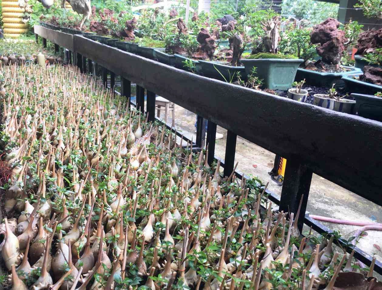 Lão nông khánh hòa sở hữu 4575 cây bonsai mini khủng độc lạ đạt kỷ lục thế giới