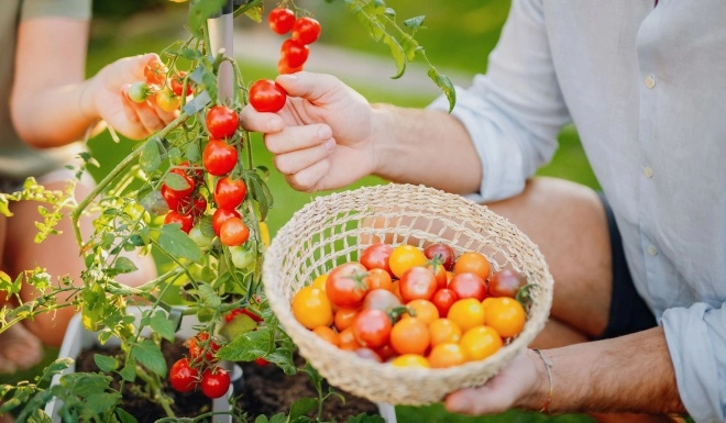 Loại cây này là hoa hậu trên ban công trồng một chậu quả trĩu cành chín đỏ chót