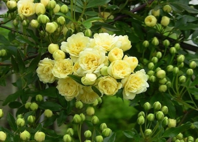 Loại hoa hồng này thích hợp trồng ban công nhất một bông có thể tỏa hương khắp nhà