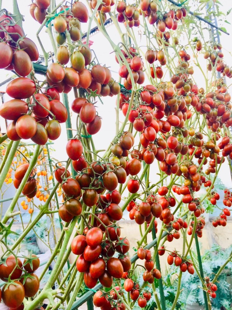 Mẹ đảm sài gòn chia sẻ bí quyết trồng cà chua sai trĩu quả thu hoạch 100kg mỗi vụ