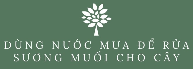 Mẹ hải phòng làm ròng rọc tời đất lên sân thượng trồng cà chua quả kết từng chùm trĩu giàn