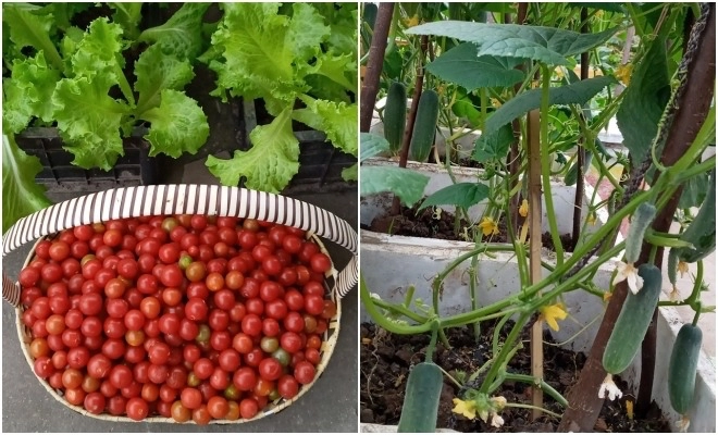 Mẹ hải phòng làm ròng rọc tời đất lên sân thượng trồng cà chua quả kết từng chùm trĩu giàn
