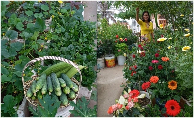 Mẹ hải phòng làm ròng rọc tời đất lên sân thượng trồng cà chua quả kết từng chùm trĩu giàn