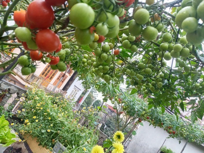 Mẹ hải phòng làm ròng rọc tời đất lên sân thượng trồng cà chua quả kết từng chùm trĩu giàn