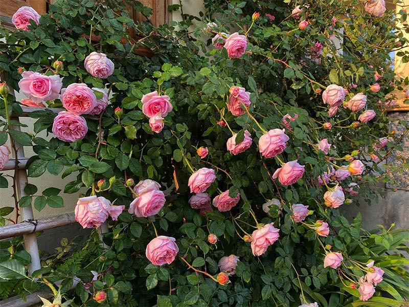 Mẹ quảng ninh trồng hoa hồng nở rộ như trời tây chi phí ban đầu chỉ 180 nghìn