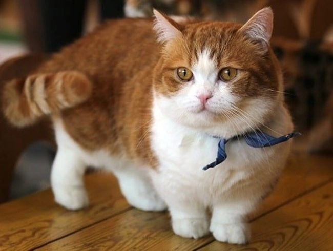 Mèo munchkin - đặc điểm nhận biết nguồn gốc và giá bán