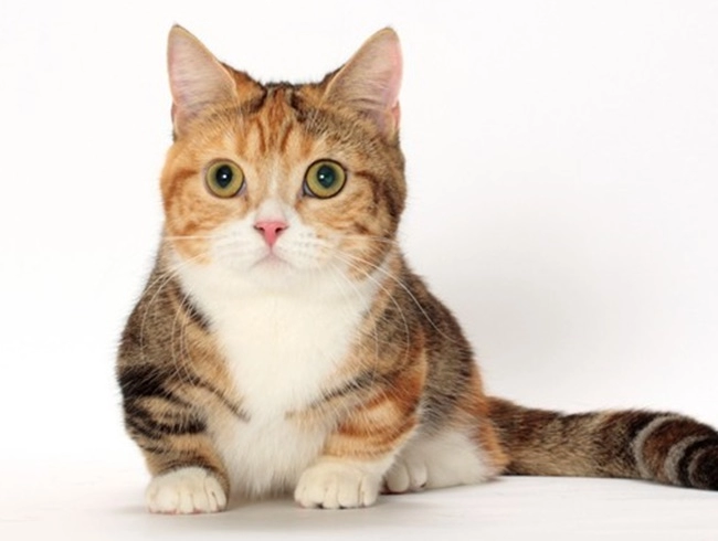 Mèo munchkin - đặc điểm nhận biết nguồn gốc và giá bán