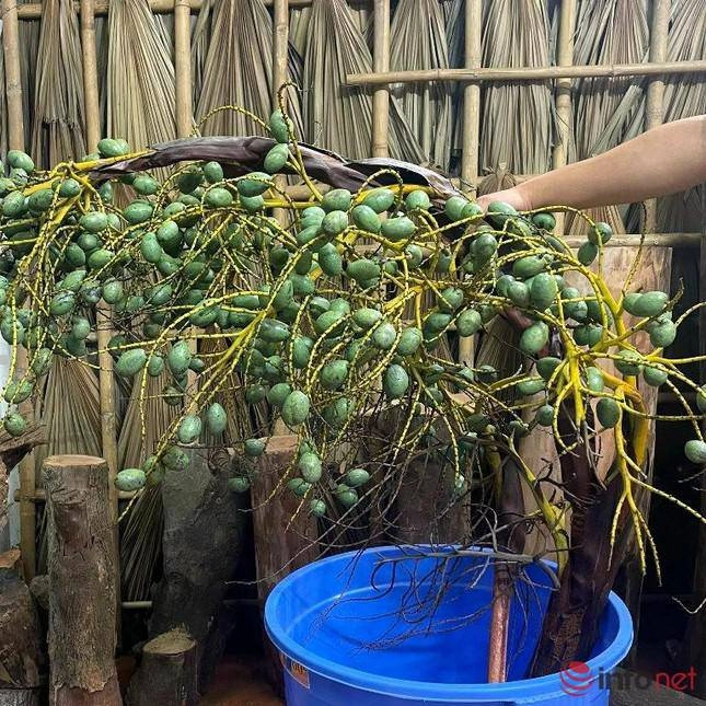 Mới lạ cành quả cắm bình đang làm mưa làm gió trên thị trường