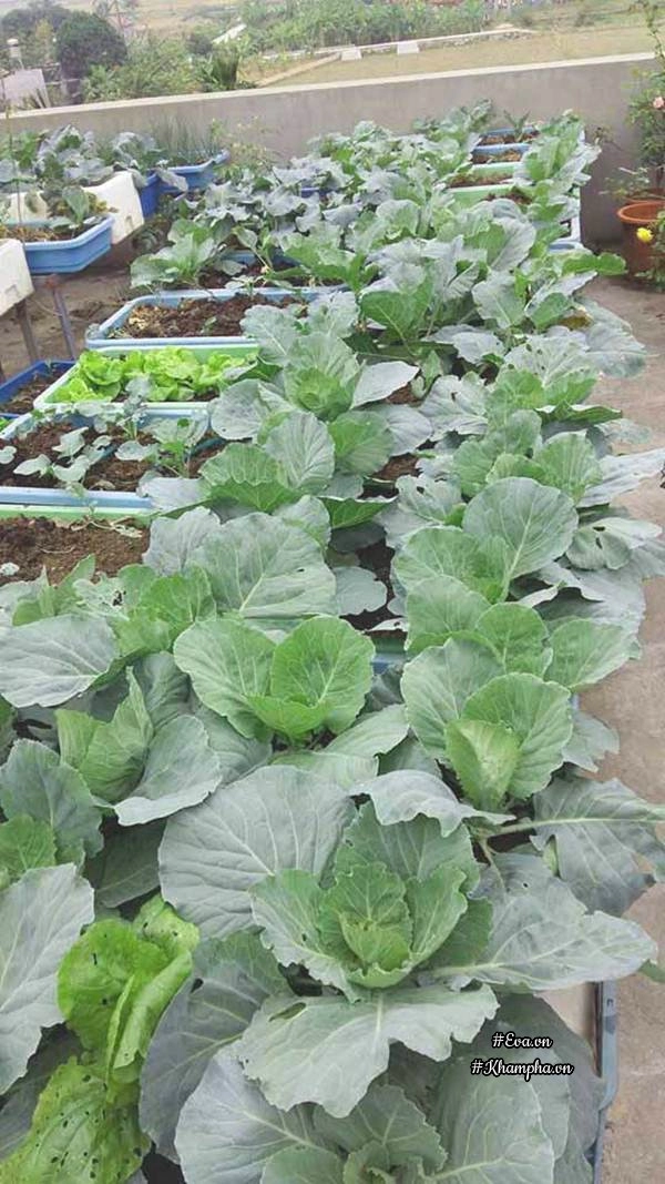 Một lần đau bụng vì rau chợ cô giáo tiểu học quyết trồng rau sạch tốt ngập trên sân thượng