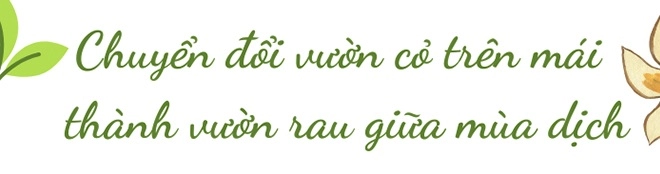 Nghỉ dịch mẹ đảm đà nẵng làm vườn rau xanh trên mái tuyệt đẹp cả nhà ăn mãi không hết