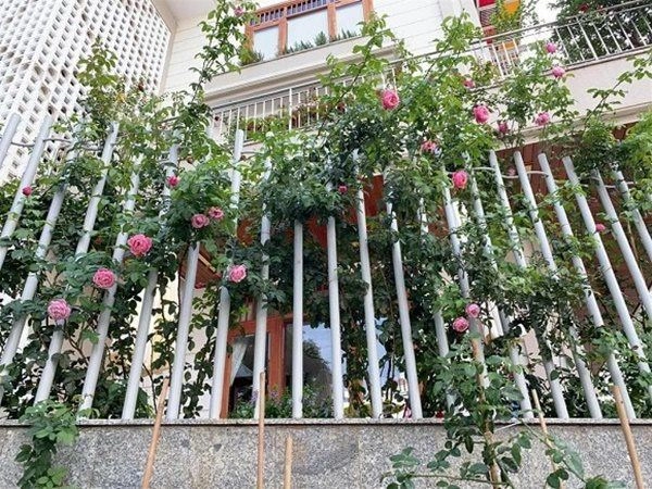 Nhà celeb ở biệt thự đầy hoa hồng bà xã doanh nhân của qúy bình tự tay làm vườn