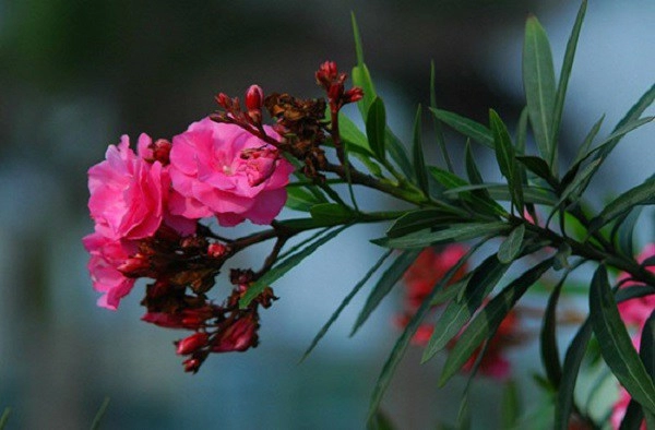 Nữ blogger suýt bỏ mạng vì ngậm hoa sống ảo những loài hoa có độc đẹp mấy cũng đừng chạm