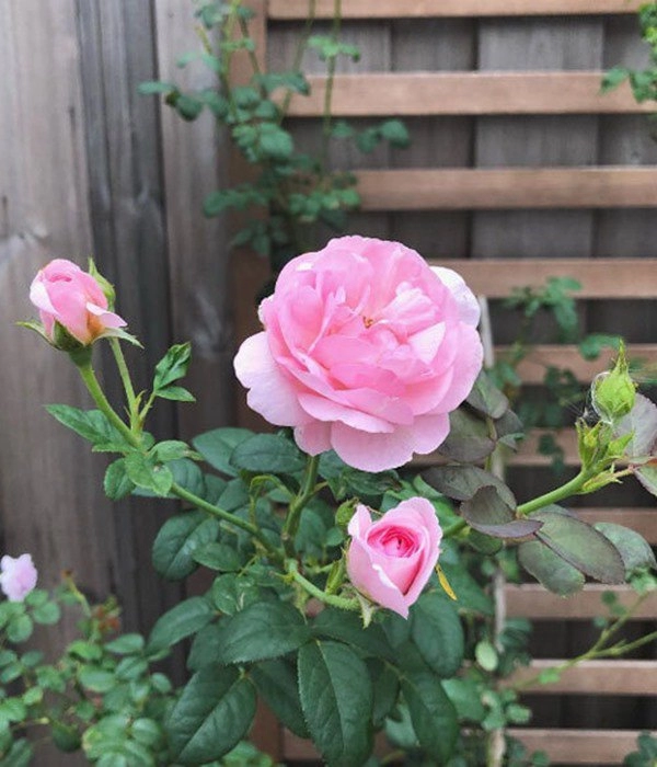 Ốc thanh vân dương mỹ linh và sao việt thích trồng hoa hồng đắt giá thơm nức vườn