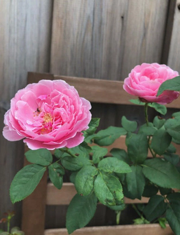 Ốc thanh vân dương mỹ linh và sao việt thích trồng hoa hồng đắt giá thơm nức vườn