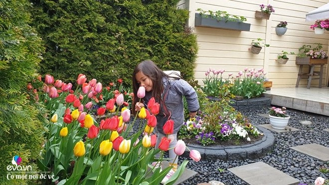 Ông bố sài gòn trồng hoa tulip đẹp rực rỡ vợ ghen đỏ mắt vì mê hoa hơn mê vợ