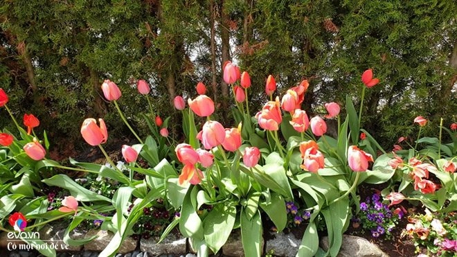 Ông bố sài gòn trồng hoa tulip đẹp rực rỡ vợ ghen đỏ mắt vì mê hoa hơn mê vợ