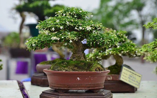 Phân loại và chăm sóc các loại cây cảnh bonsai đơn giản tại nhà