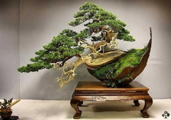 Phân loại và chăm sóc các loại cây cảnh bonsai đơn giản tại nhà